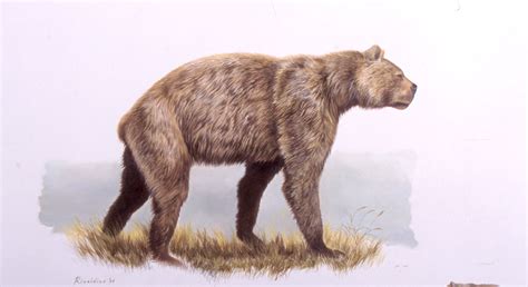 late pleistocene cave bears.